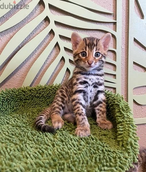 Bengal for sale . . WHATSAPP :‪ +1,(909) 315,‑,3853‬ 1