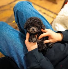 Black Tcup Poo,dle puppy for sale. WHATSAPP. +1 (484) 718‑9164‬