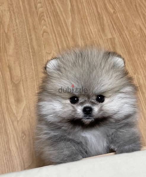 Tcup male Pomer,anian for sale 1