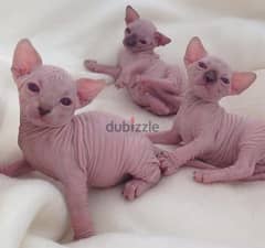 Pure Sphynx kittens for sale 0