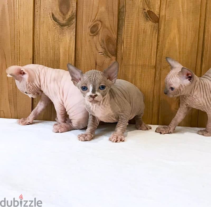 Pure Sphynx kittens for sale 1