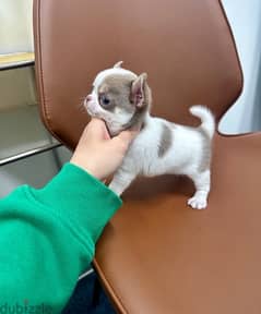 chihuahua puppy for sale 0