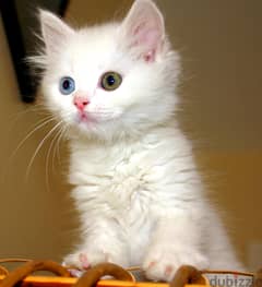 Whatsapp me +96555207281 Gorgoeus Turkish Van kittens for sale 0
