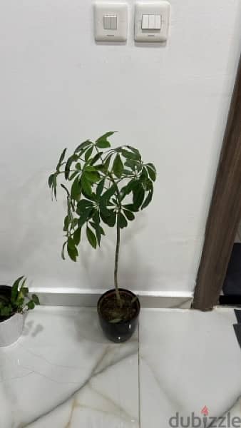 plants for sales 2