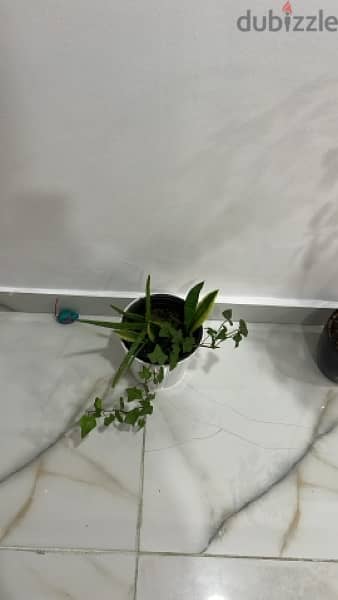 plants for sales 3