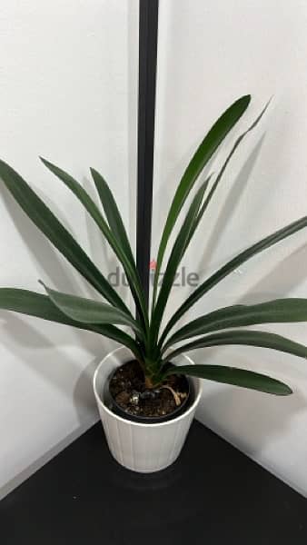 plants for sales 5