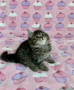 Whatsapp me +96555207281 Friendly Siberian kittens for sale