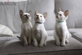 Whatsapp me +96555207281 Nice looking Siamese kittens for sale 0
