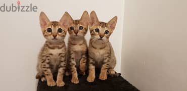 Whatsapp me +96555207281 Playful Savannah kittens for sale 0