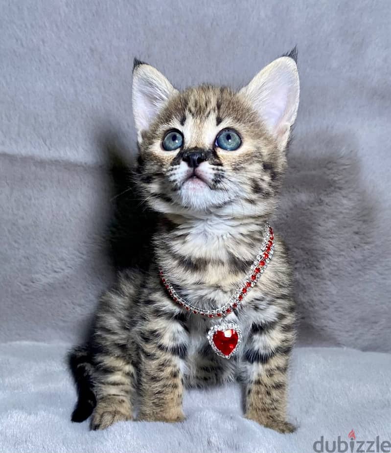 Whatsapp me +96555207281 Playful Savannah kittens for sale 1