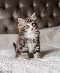Whatsapp me +96555207281 Charming Norwegian Forest kittens for sale 0