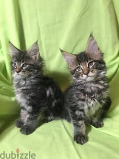 Whatsapp me +96555207281 Two Maine Coon kittens for sale