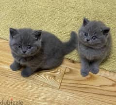 Whatsapp me +96555207281 Vaccinated British Shorthair kittens for sale
