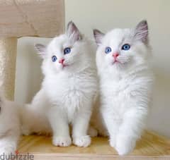 Whatsapp me +96555207281 Playful Ragdoll kittens for sale 0
