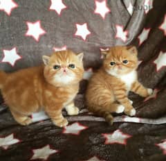 Whatsapp me +96555207281 Awesome Exotic Shorthair kittens for sale