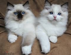 Whatsapp me +96555207281 Two pure Ragdoll kittens for sale 0