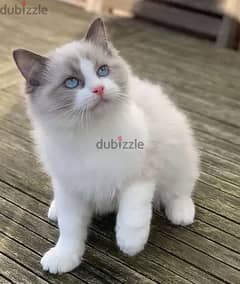 Whatsapp me +96555207281 Charming Nice Ragdoll kittens for sale