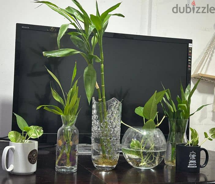 All indoor plants for 10KD only. 1