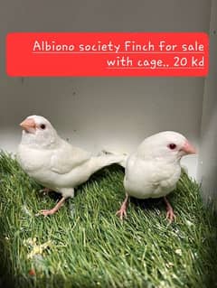 Albiono society Finch with cage