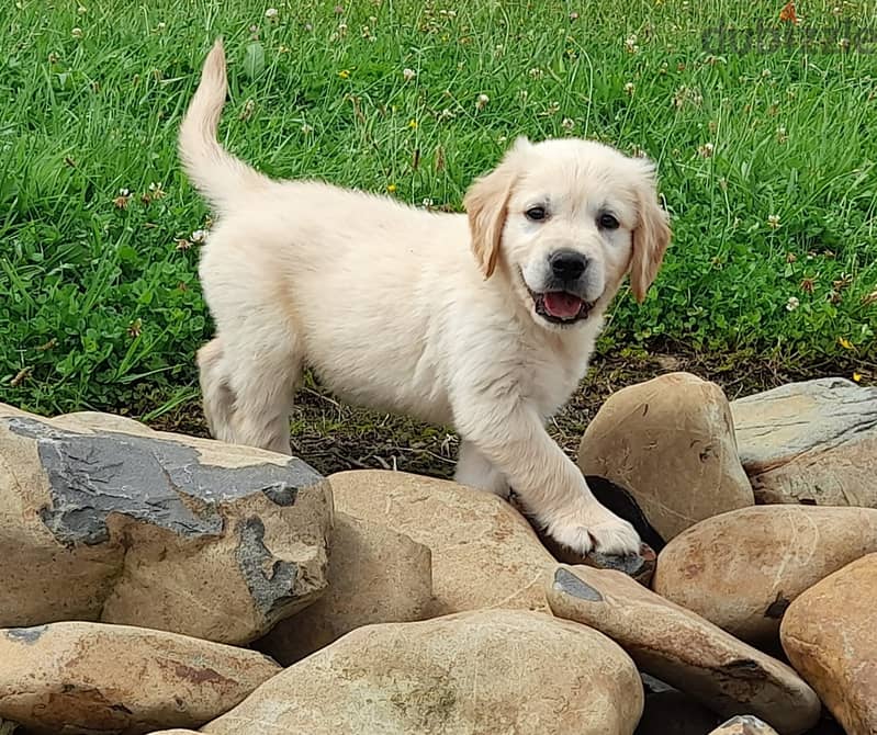 Golden Retriever Puppies Available 1
