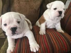 Gorgeous English Bulldog puppies available 0