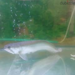 Arowana fish normal size 0