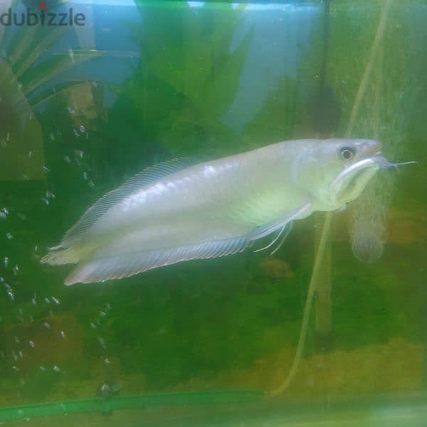 Arowana fish normal size 3