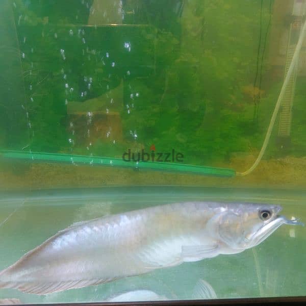 Arowana fish normal size 4