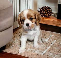 Whatsapp me (+972 55339 0294) Cavalier King Spaniel Puppies