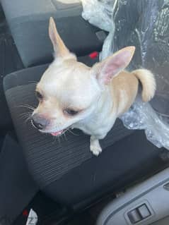 Chihuahua dog 0