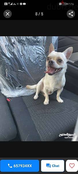 Chihuahua dog 1