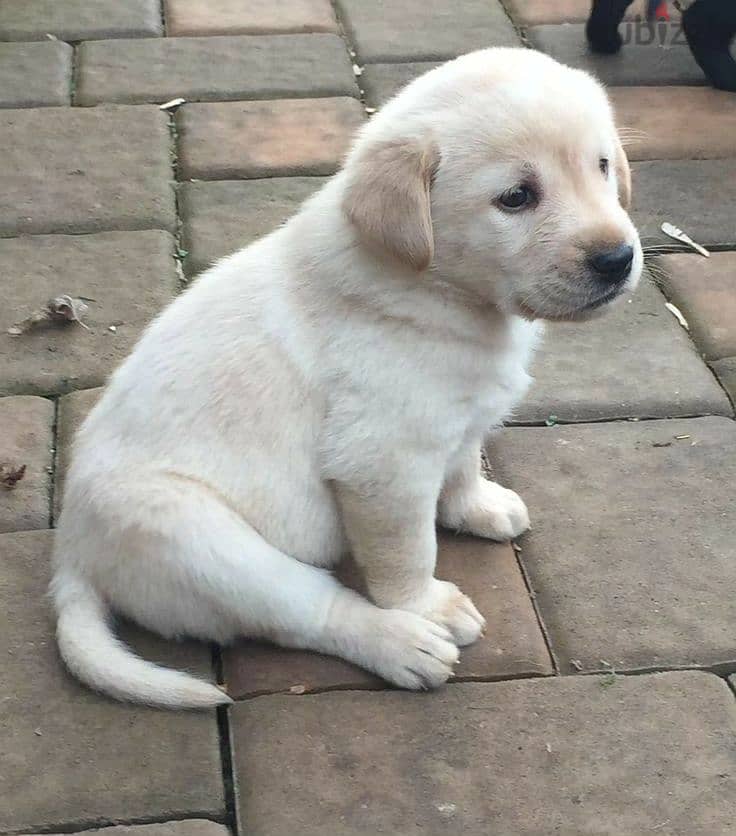 Labrador Retriever Puppy 1