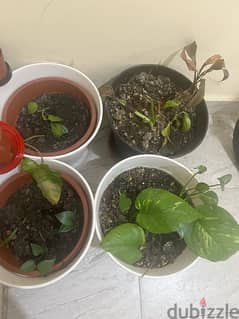 4 ikea big pots and fertilised soil for sale(without plants)