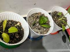 3white pots and fertilized soil(without plants)for sale