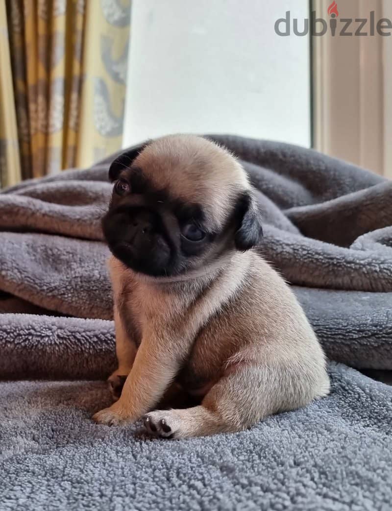 Pug Puppies available for sale 1