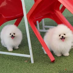 Lovely Pomeranian for adoption if you are interested contact me 0