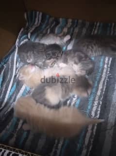 New born Persian kitten