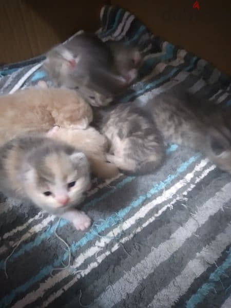 New born Persian kitten 2