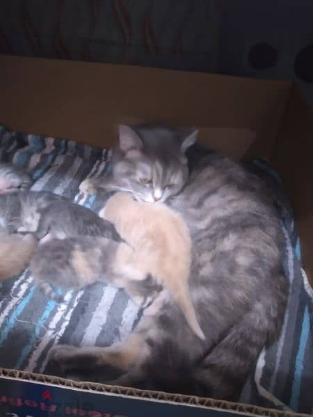 New born Persian kitten 10