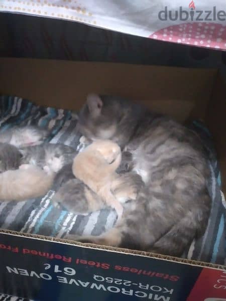 New born Persian kitten 11