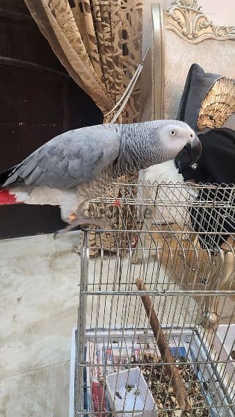 african gray parrot