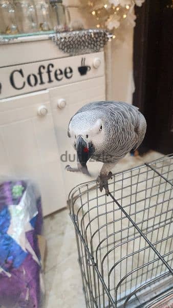 african gray parrot 1