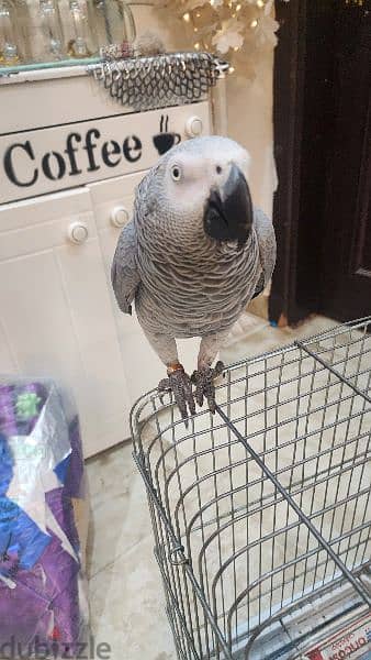 african gray parrot 2