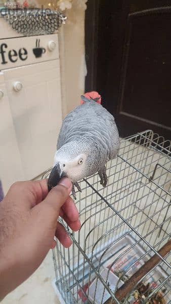 african gray parrot 3