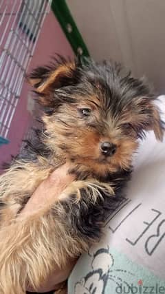 YORKIE PUPPIES FOR SALE (PURE BREED)