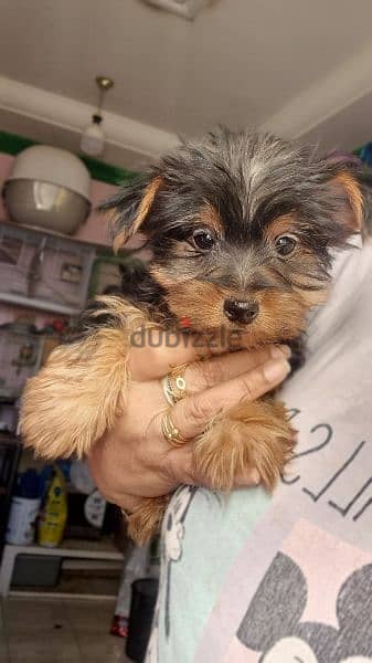 YORKIE PUPPIES FOR SALE (PURE BREED) 1