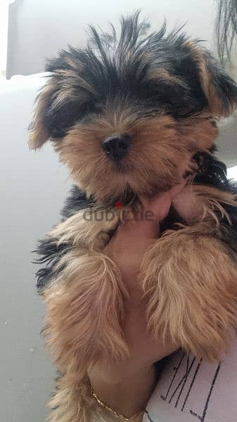 YORKIE PUPPIES FOR SALE (PURE BREED) 2