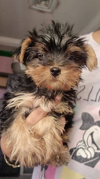 YORKIE PUPPIES FOR SALE (PURE BREED) 3