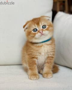 Scottish Fold Kittens for sale  -WhatsApp me +96555207281