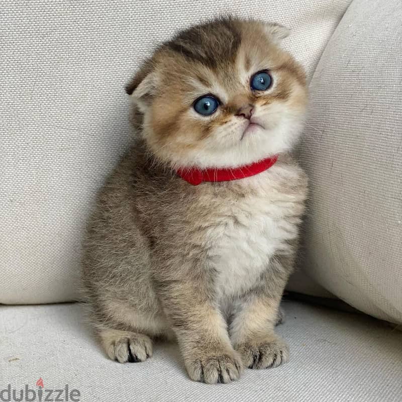 Scottish Fold Kittens for sale  -WhatsApp me +96555207281 1